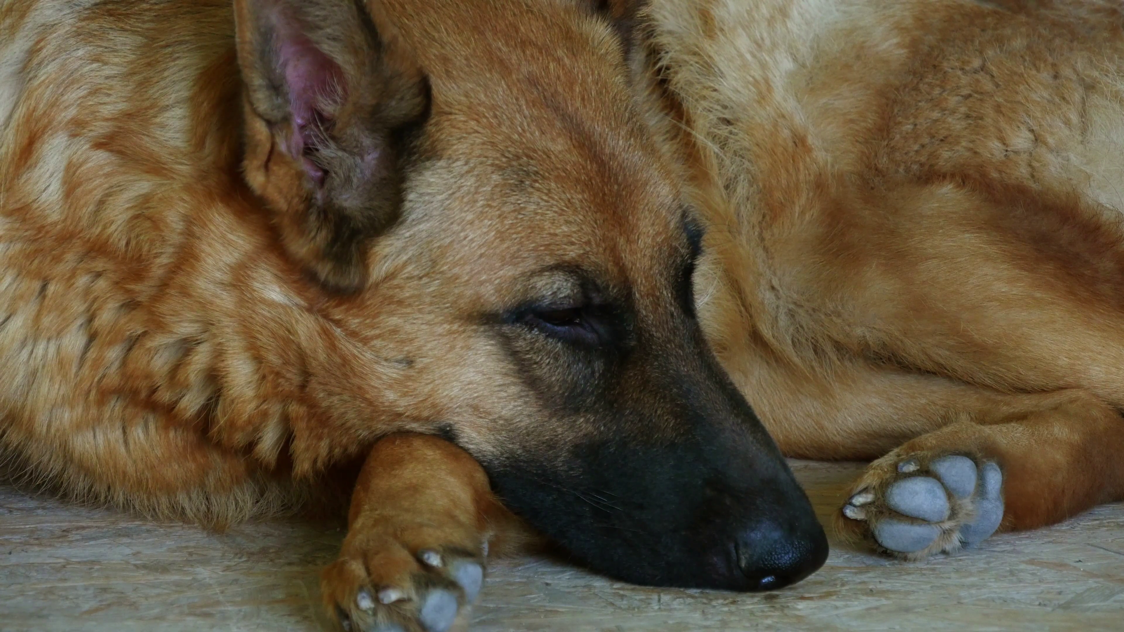 4k large dog breed german shepherd sleeping on the carpet in the house during the day b4x