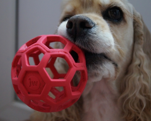 Мячик дарим собаке