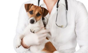 Когда стерилизовать собаку: до течки или после