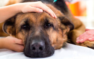 Как помочь собаке при отравлении в домашних условиях быстро и эффективно