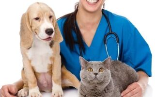 Ветеринарная клиника: лечите «пушистиков» вовремя
