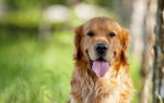 Золотистый (голден) ретривер – солнечная собака