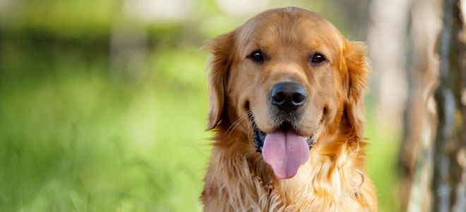 Порода собак золотистый ретривер: фото цена характеристики