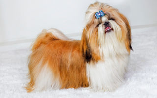 Ши-тцу — императорская собака