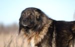 Кавказская овчарка — могущественный волкодав