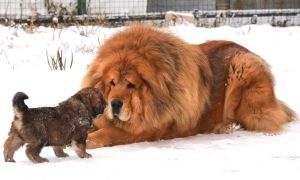 Размеры щенка и взрослой собаки породы тибетский мастиф