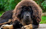 Тибетский мастиф — самая большая и дорогая порода собак