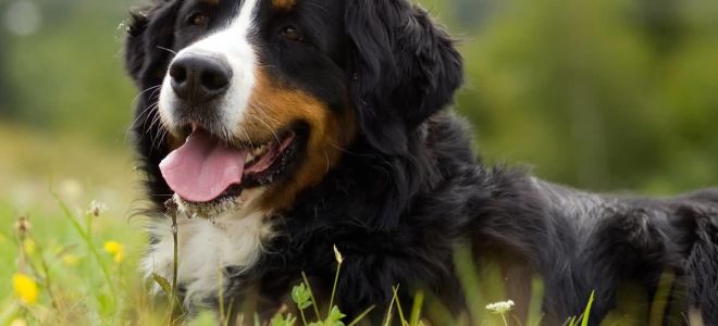 Бернский зенненхунд – собака с добродушным нравом