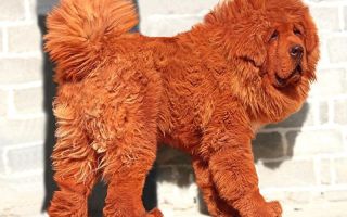 Тибетский мастиф Hong Dong — самая дорогая собака в мире