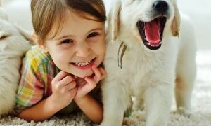 Лучшие породы собак для детей и квартиры: с фото и названиями(25 пород)