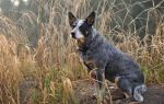 Австралийский хилер (пастушья собака) – отличный сторож и компаньон