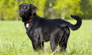 Сколько весит лабрадор: размеры щенка и взрослой собаки