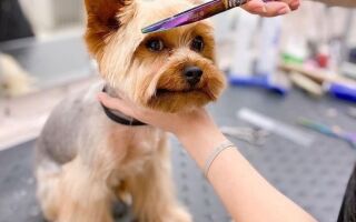 Что такое тримминг собак: как сделать стрижку правильно