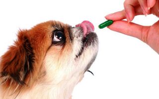 Какие препараты нужно иметь в аптечке владельцу собаки