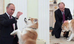 Акита-ину Юмэ — собака президента