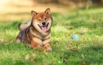Сиба (шиба) ину — японская собака-улыбака