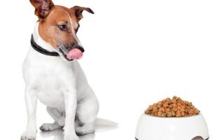 Cухой корм для собак мелких пород: рейтинг по качеству от зоомагазина Четыре лапы