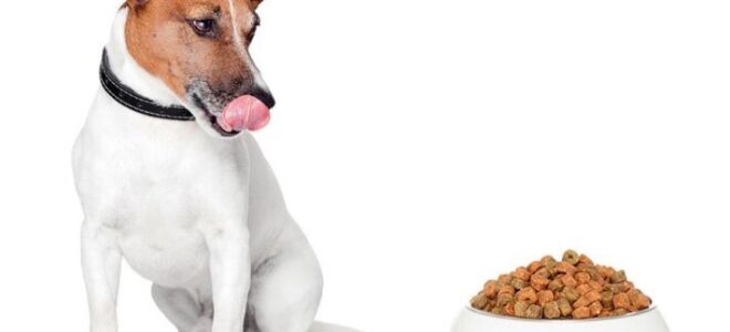 Cухой корм для собак мелких пород: рейтинг по качеству от зоомагазина Четыре лапы